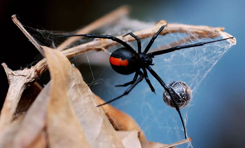 Here Are Michigan’s Most Dangerous & Deadly Insects & Reptiles