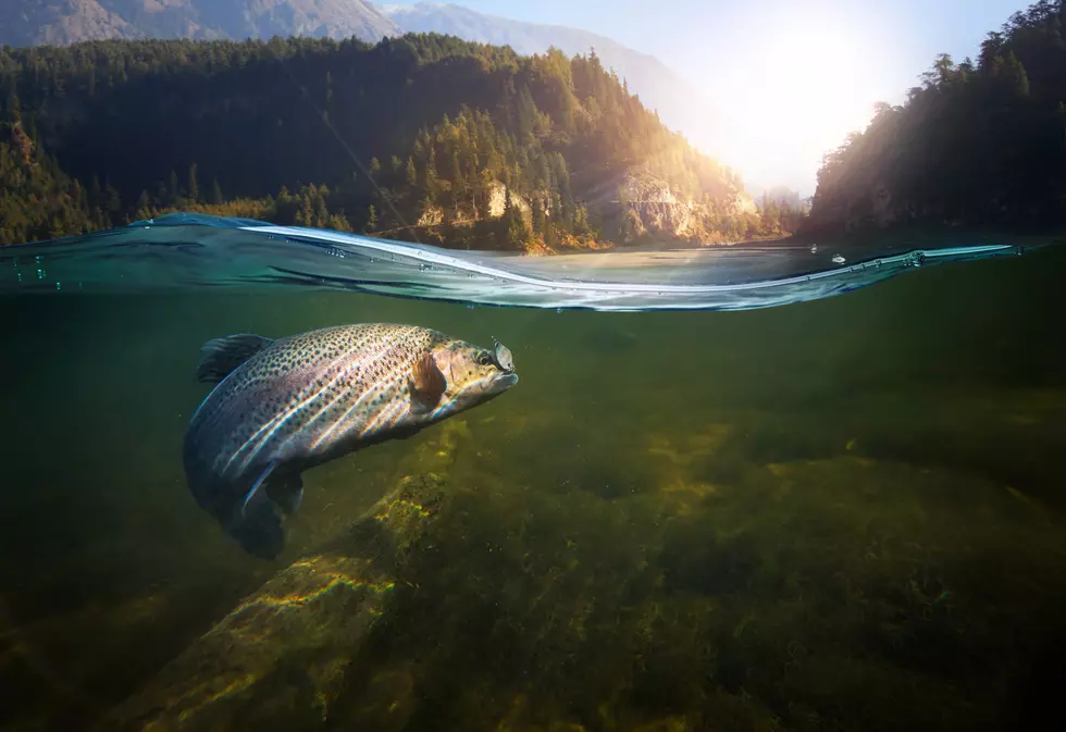 Here Are Michigan’s Fishing Seasons for This Year