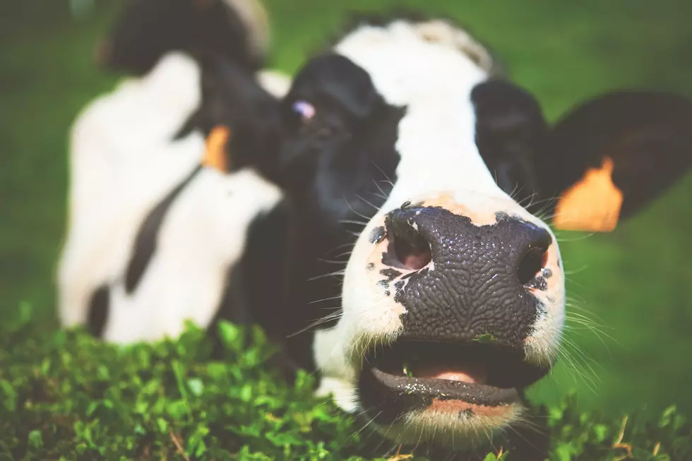 Truck Hauling 34 Dairy Cows Crashes Near Kalamazoo, Many Killed