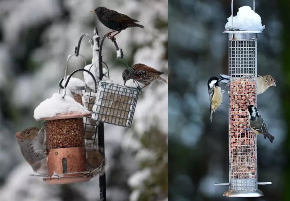 National Bird Day 2016